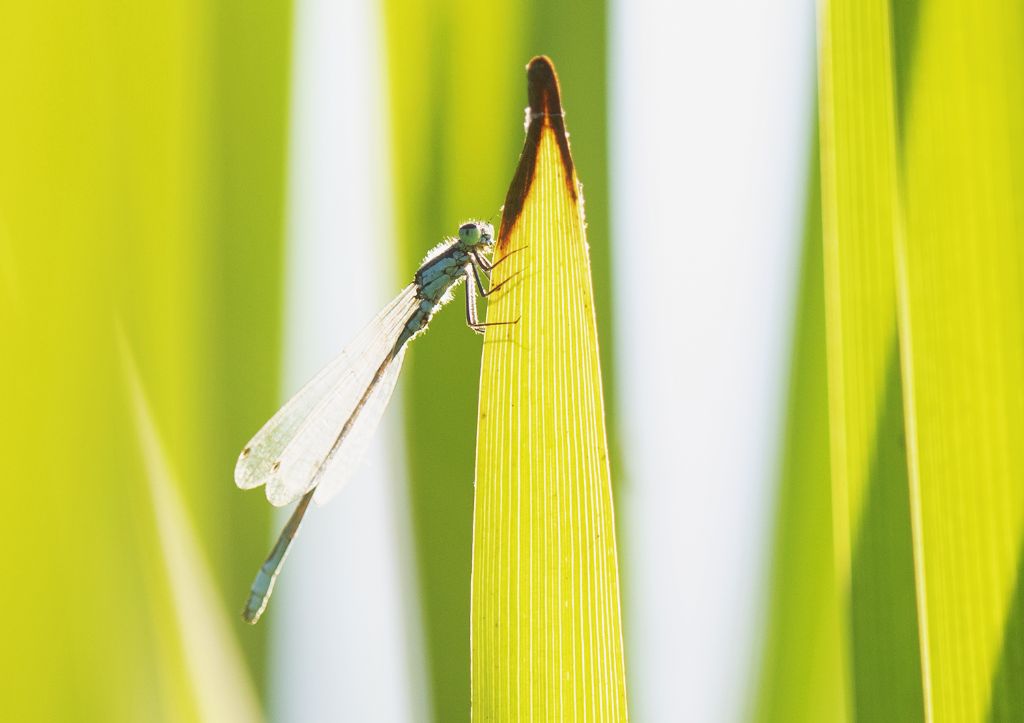 Ischnura elegans