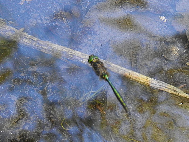 somatochlora metallica?