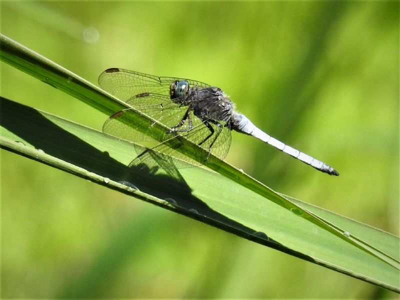 Orthetrum...?  Orthetrum coerulescens,  maschio !