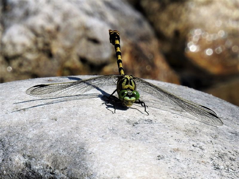 Onychogomphus forcipatus, Orthetrum brunneum e Platycnemis pennipes