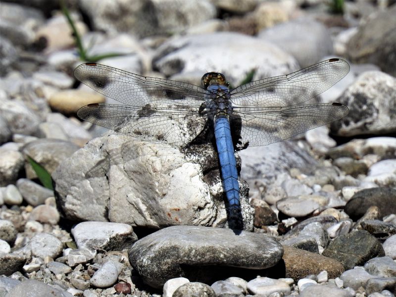 Onychogomphus forcipatus, Orthetrum brunneum e Platycnemis pennipes