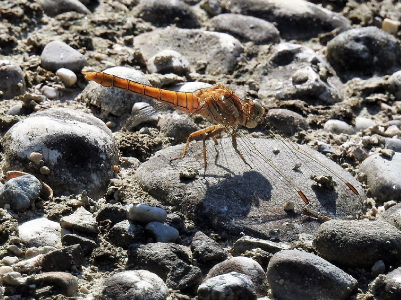 Onychogomphus forcipatus, Orthetrum brunneum e Platycnemis pennipes