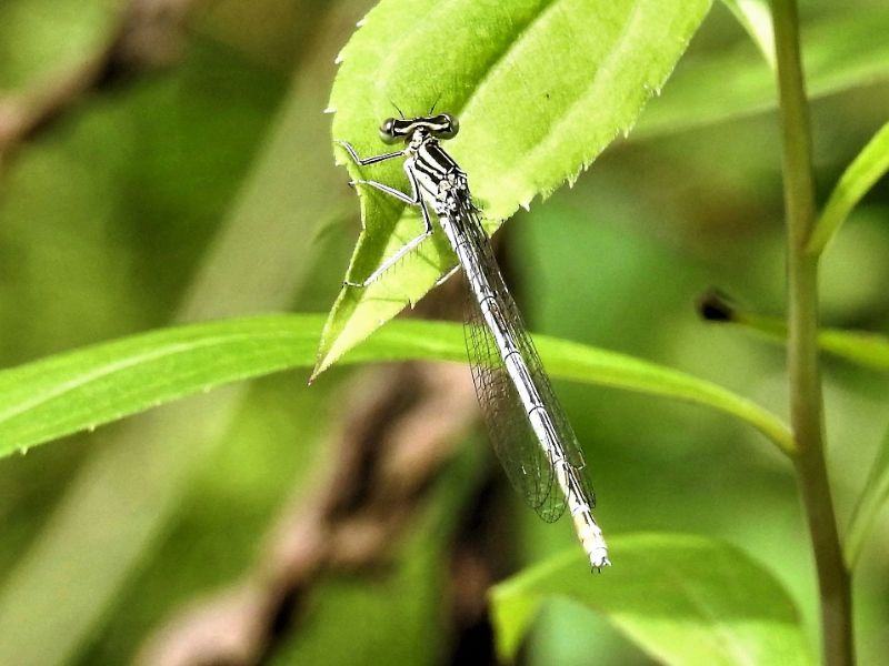 Onychogomphus forcipatus, Orthetrum brunneum e Platycnemis pennipes