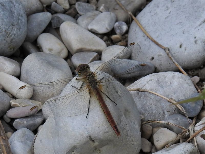 Sympetrum fonscolombii, femmina