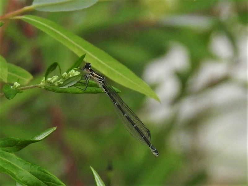 Coenagrion puella, femmina