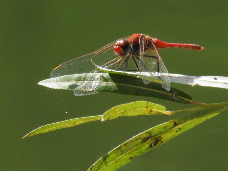 Sympetrum fonscolombii