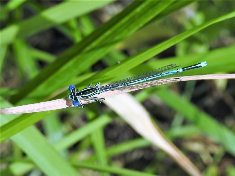 Platycnemis pennipes ♂