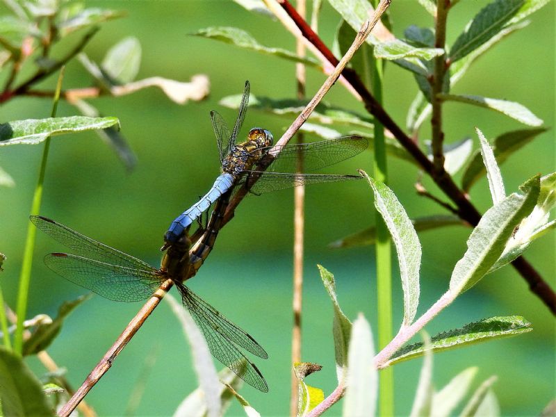 accoppiamento di Orthetrum coerulescens