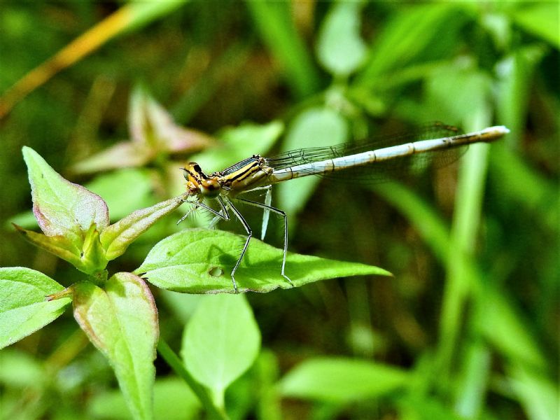 Platycnemis pennipes,  femmina