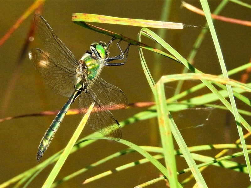 Somatochlora?  S, Somatochlora cfr.  metallica (Corduliidae)