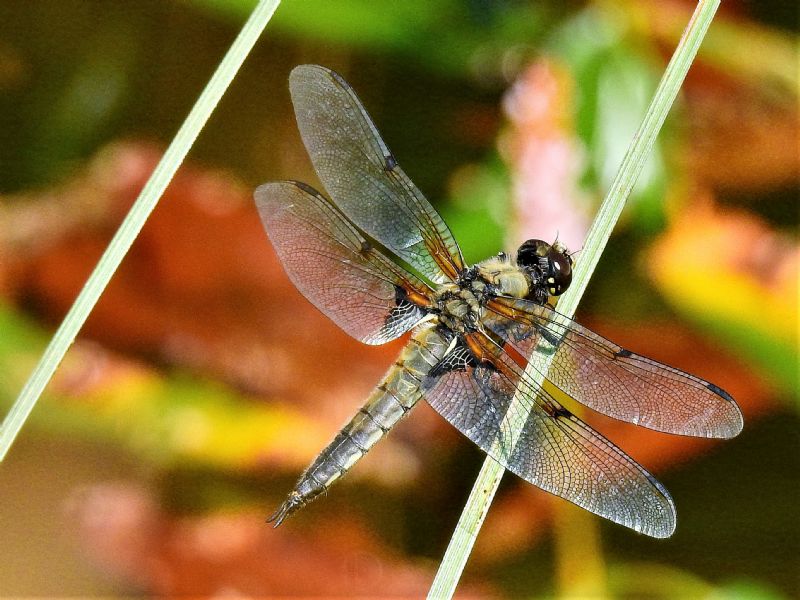 Libellula quadrimaculata?  S !