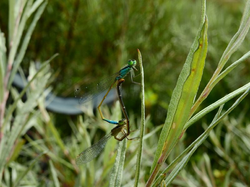 Ischnura elegans (Coenagrionidae)