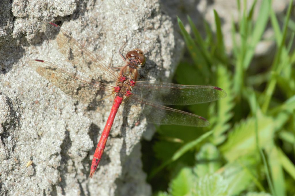 Sympetrum sanguineum?