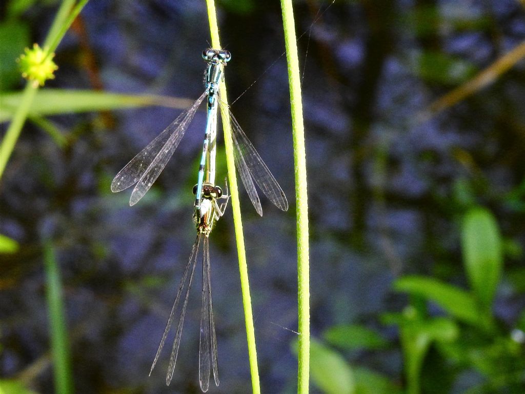 dubbio identificazione Coenagrion puella:... lei !