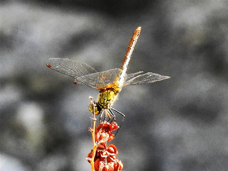 Identificazione...grazie: Sympetrum sanguineum