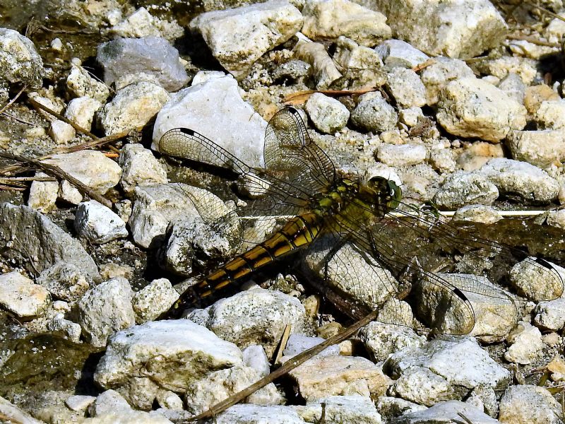 Orthetrum cancellatum, femmina