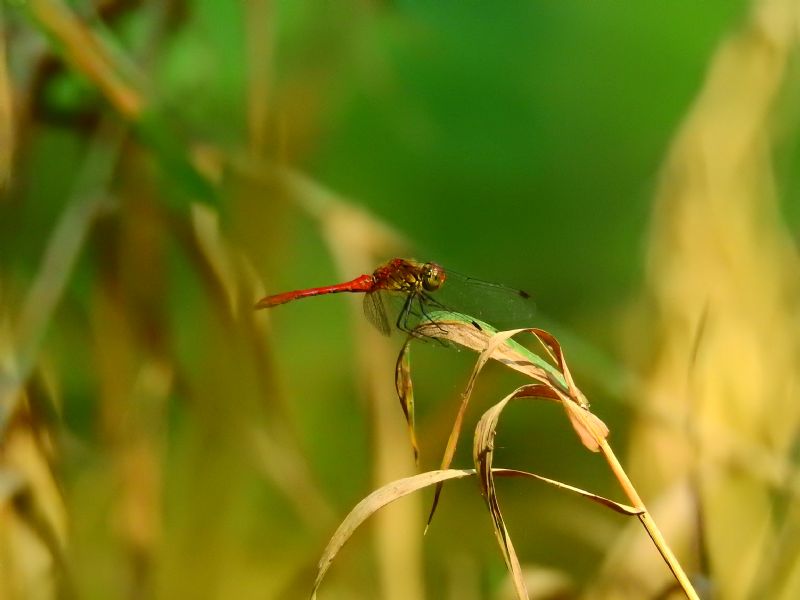 Sympetrum sanguineum, maschio