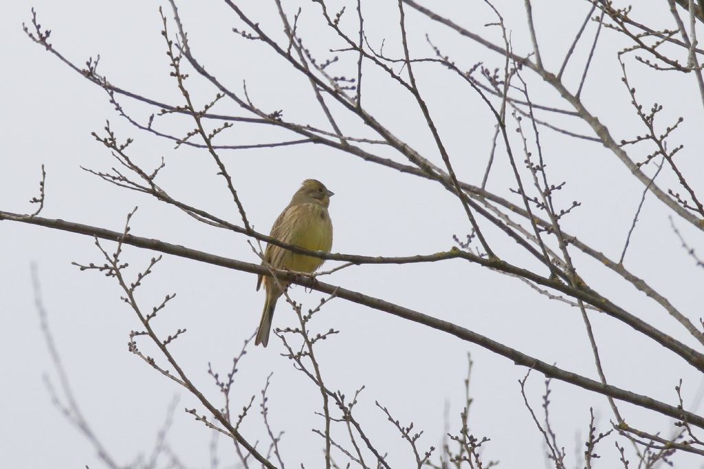 Conferma identificazione ..Zigolo giallo?