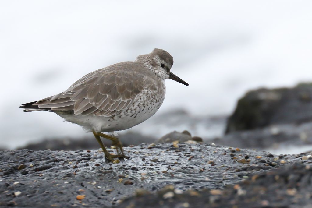 Che uccello e''?  Piovanello maggiore (Calidris canutus)