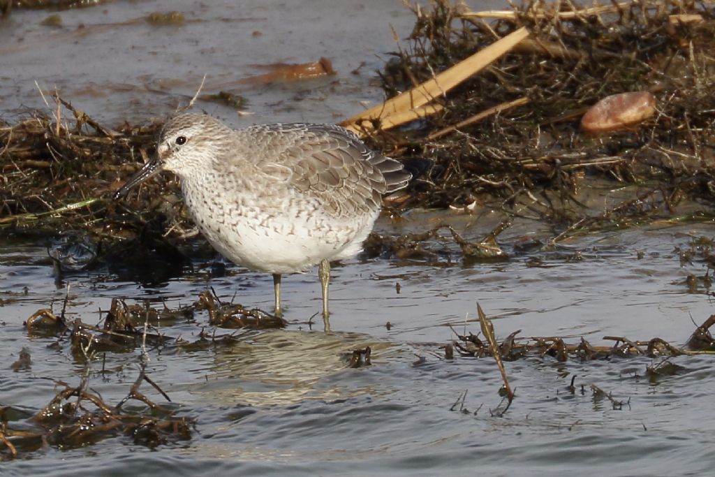 Che uccello e''?  Piovanello maggiore (Calidris canutus)