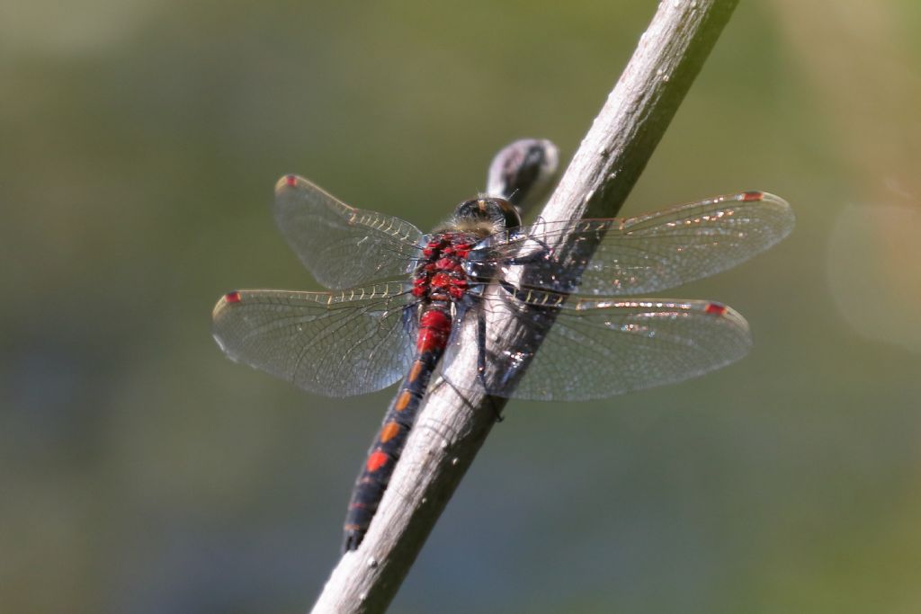 un aiuto per l''identificazione - Leucorrhinia rubicunda