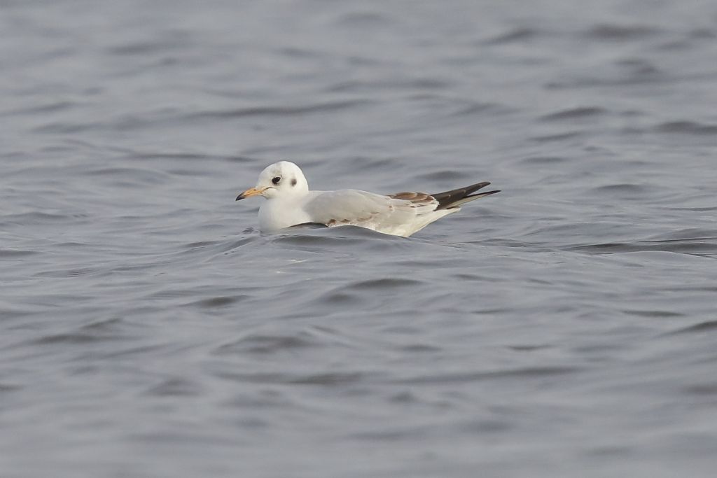 Dall''Olanda:  Gabbiani comune (Chroicocephalus ridibundus), giovane e adulti