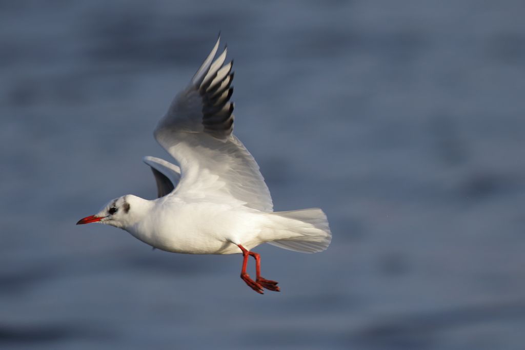 Dall''Olanda:  Gabbiani comune (Chroicocephalus ridibundus), giovane e adulti