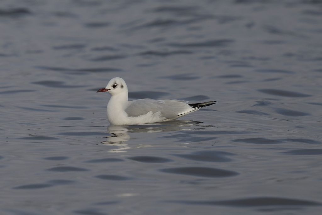 Dall''Olanda:  Gabbiani comune (Chroicocephalus ridibundus), giovane e adulti