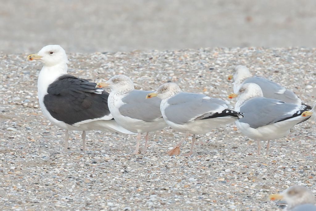 Dall''Olanda: Mugnaiaccio (Larus marinus)e Gabbiani reali nordici (Larus argentatus)