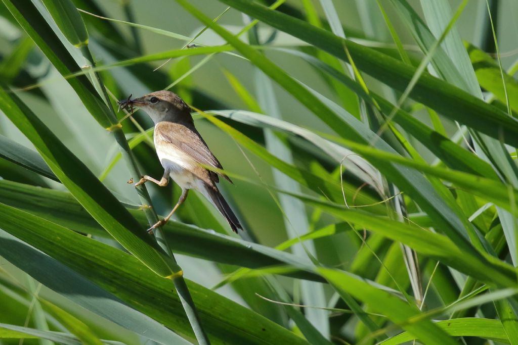 Aiuto identificazione: Cannareccione?    No,  Cannaiola (Acrocephalus sp.)