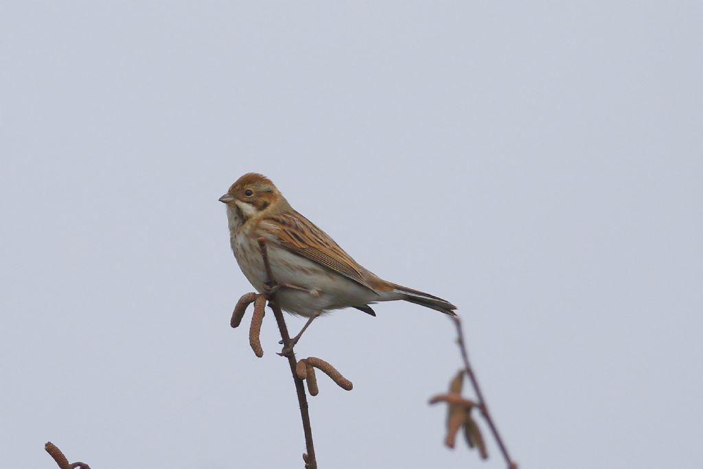 Migliarino di palude (Emberiza schoeniclus)