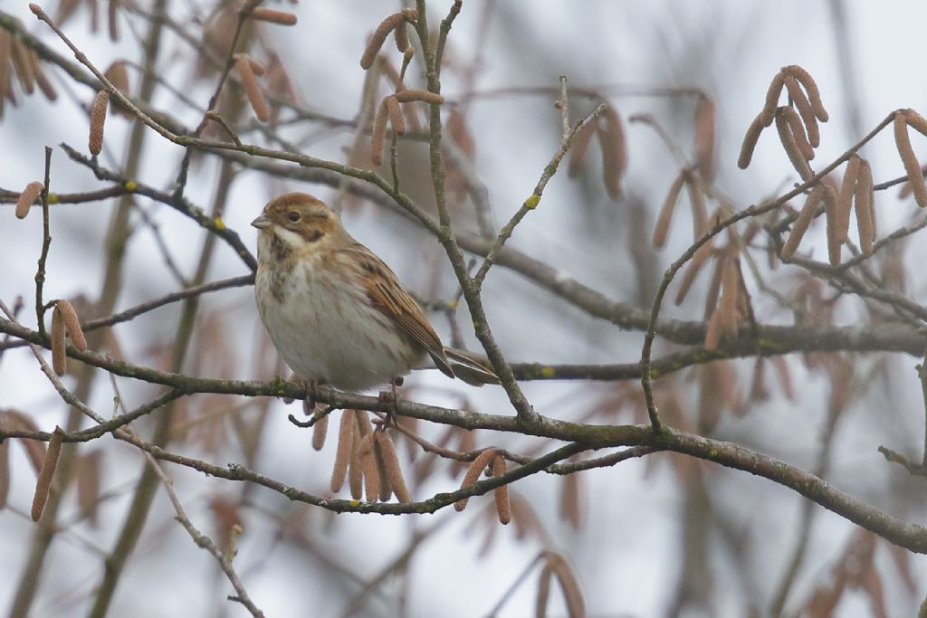 Migliarino di palude (Emberiza schoeniclus)