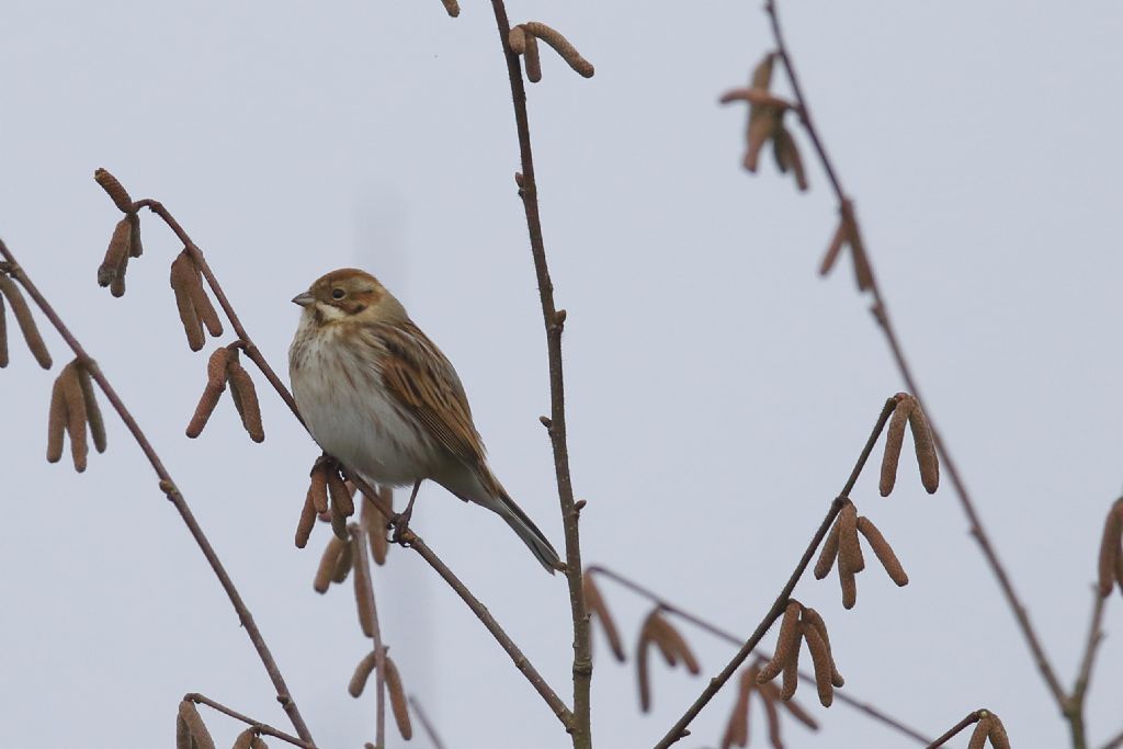 Migliarino di palude (Emberiza schoeniclus)