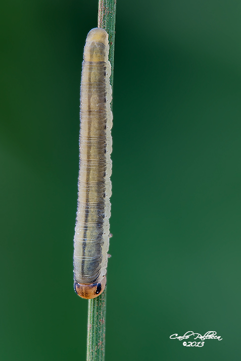 Bruco bianco: larva di Tenthredinidae