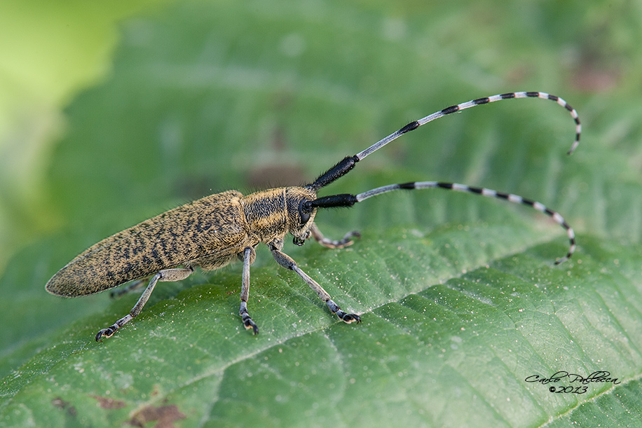 Agapanthia villosoviridescens