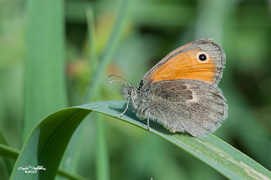 Nynphalidae?