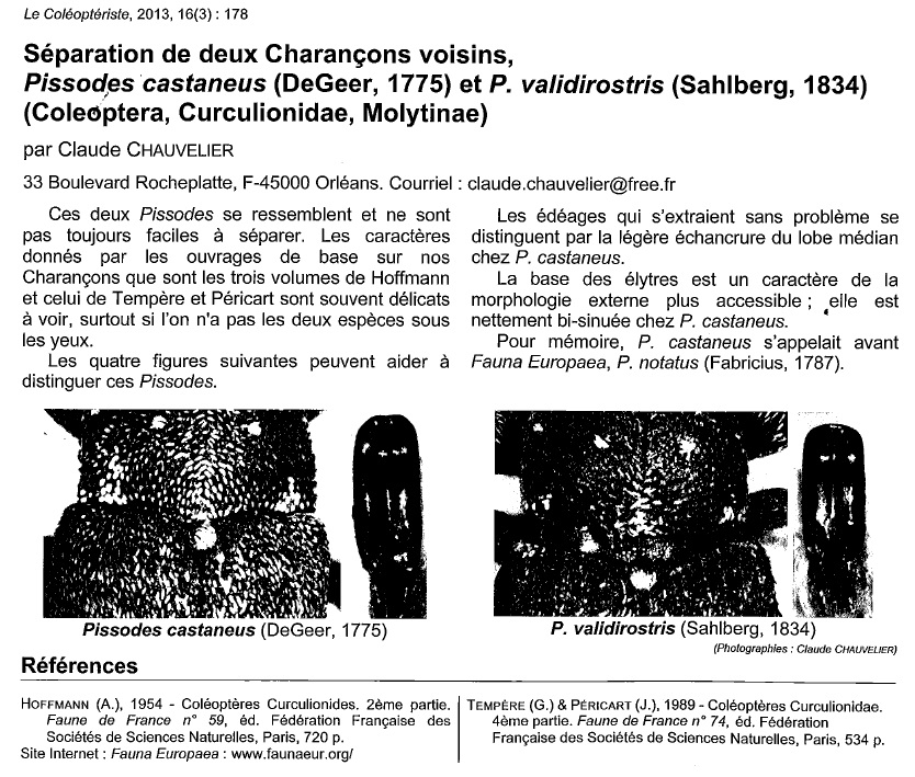 Curculionidae: Pissodes castaneus? S, a confronto con P. validirostris