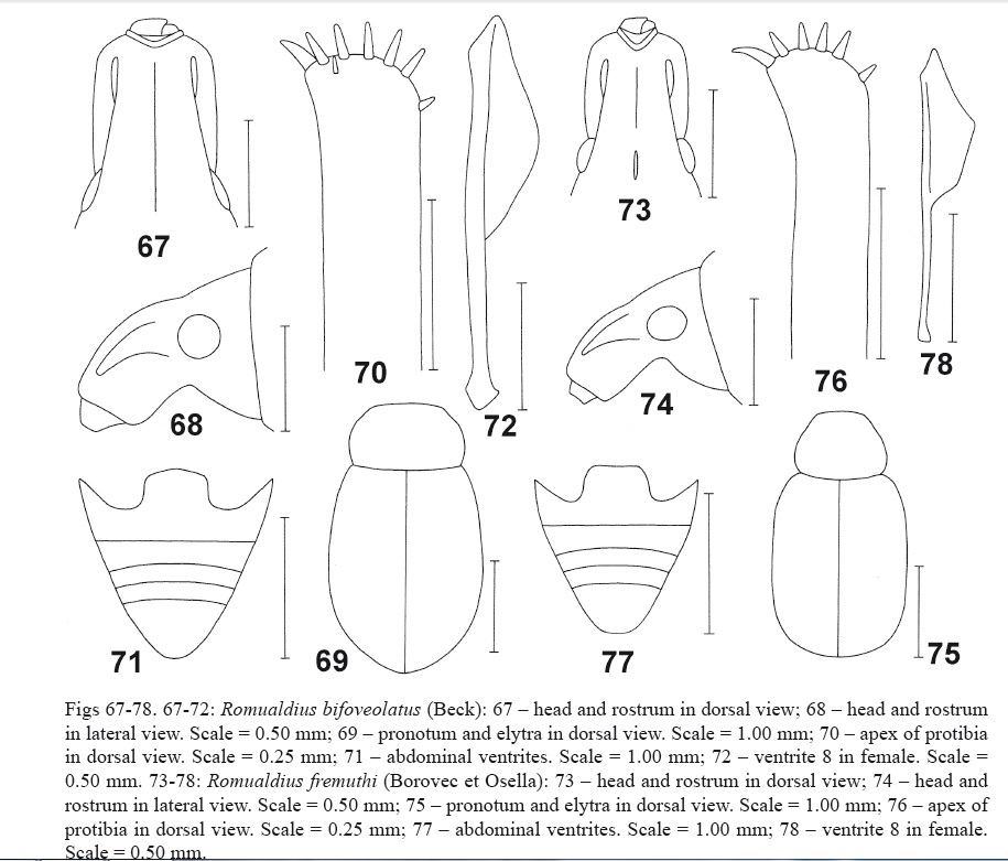 Curculionidae:  Romualdius angustisetulus