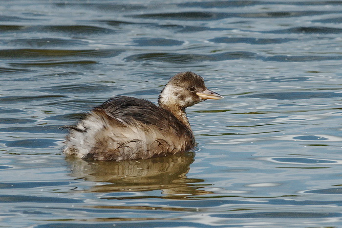 Tuffetto - Tachybaptus ruficollis