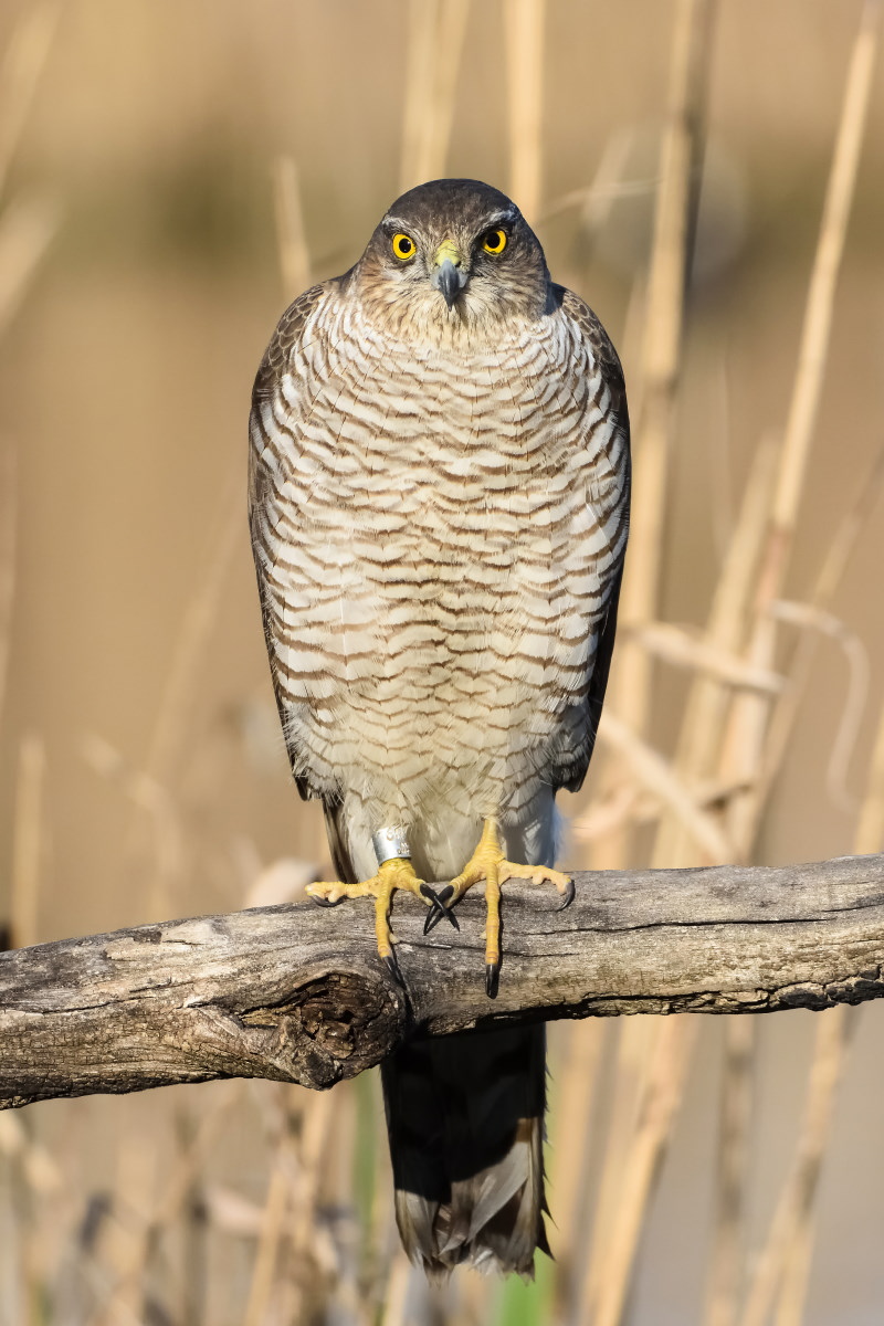 Sparviero f. (Accipiter nisus)