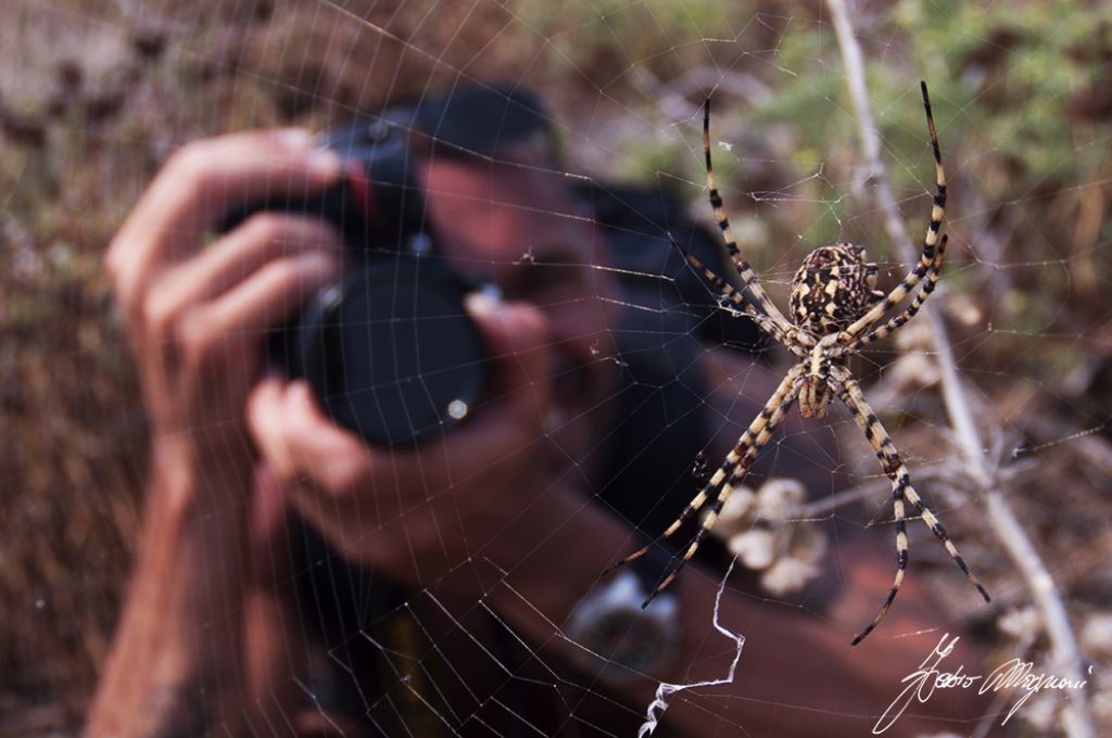 Argiope lobata - Isola Formica Grande (GR)