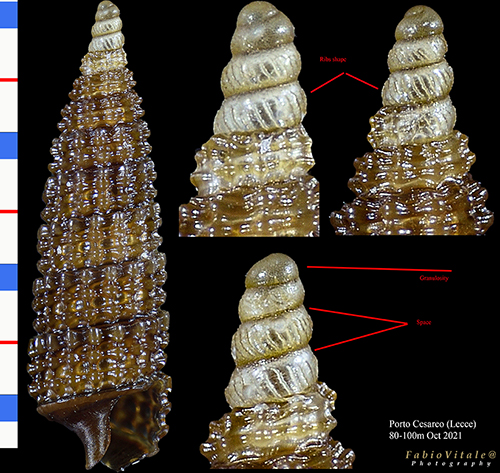 Cerithiopsis