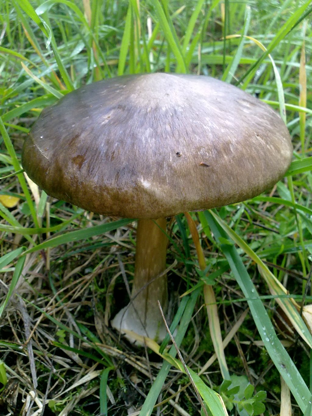 Volvariella?