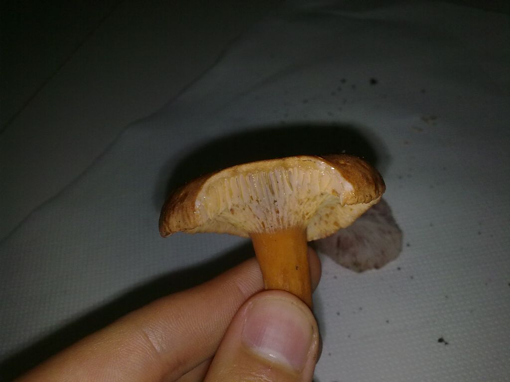 Lactarius