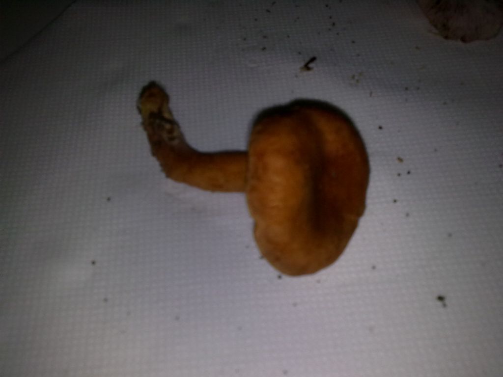 Lactarius