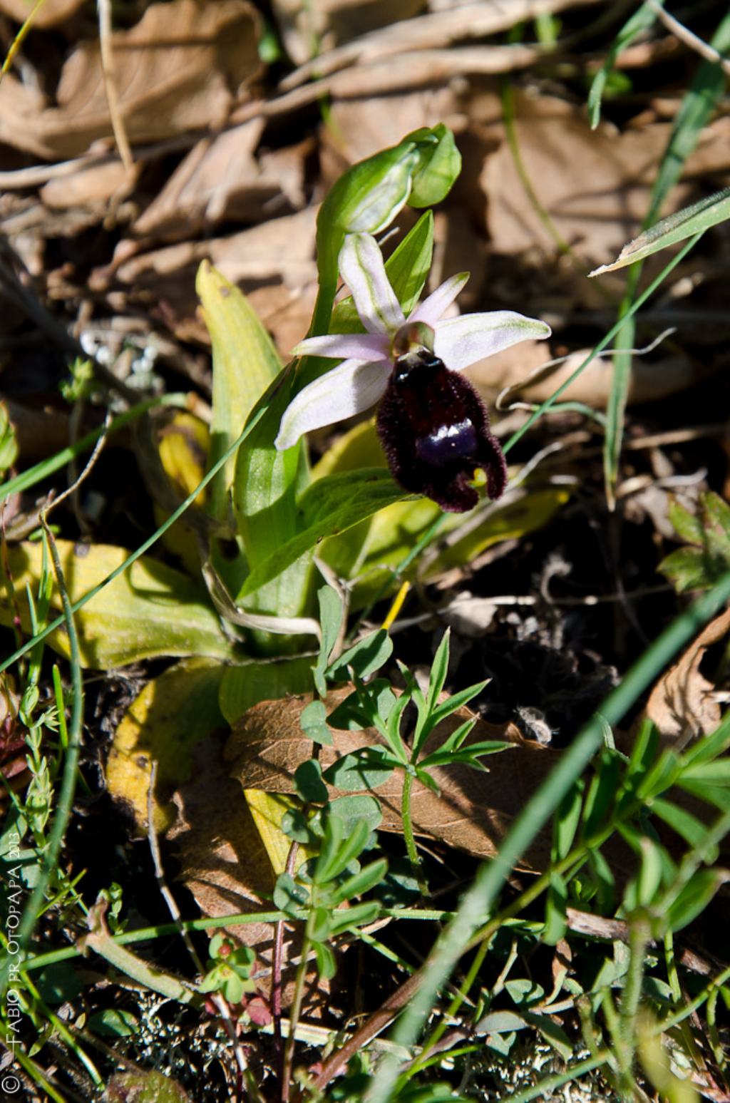 Identificazione orchidee Bosco delle Pianelle