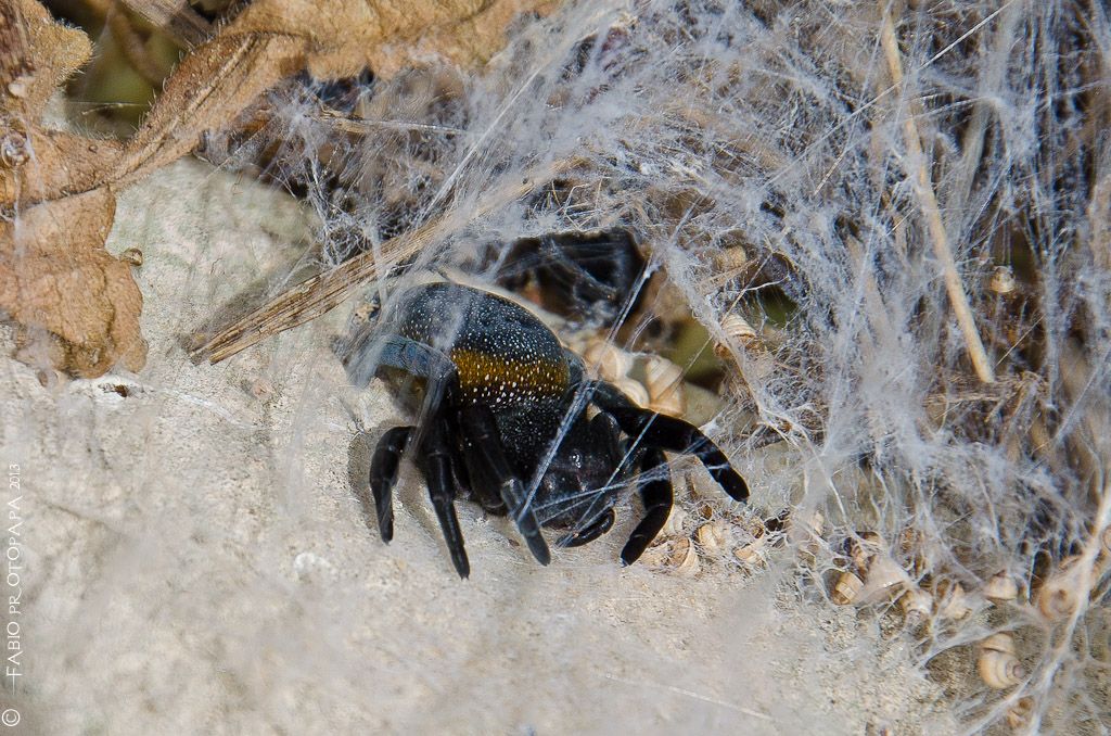 Femmina di Eresus walckenaerius - Otranto (LE)