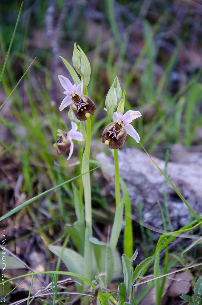 Identificazione orchidee Bosco delle Pianelle