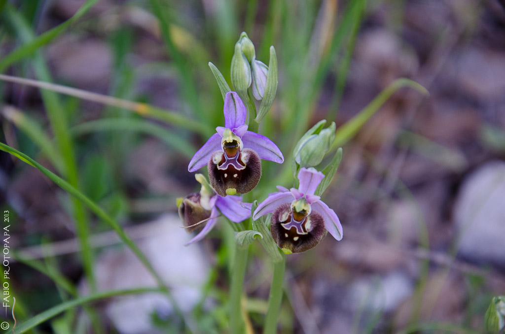 Identificazione orchidee Bosco delle Pianelle