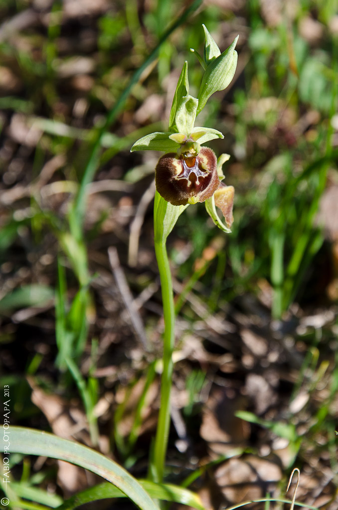 Identificazione orchidee Bosco delle Pianelle